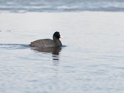 nokikana tornio kaupunginlahti raimo koskenkorva 252012 20170518 1850329231