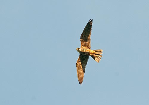 Nuolihaukka Keminmaa Kirvesaapa (Matti Suopajärvi) 29.7.2008