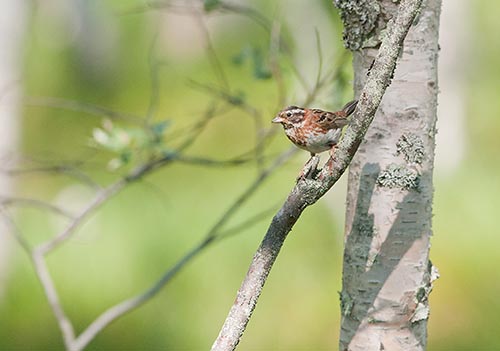 Pohjansirkku Tervola Kilsiaapa (Matti Suopajärvi) 12.7.2010
