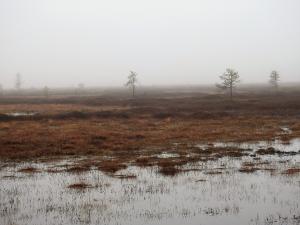 Martimoaapa 11.5.2019