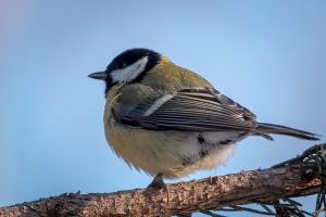 Talitiainen  Kemi, Kiikeli 27.02.2018 Seppo Mäkitalo