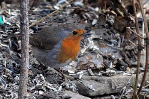 Punarinta   Kemi Joulukuu 2017 Kari Oittinen