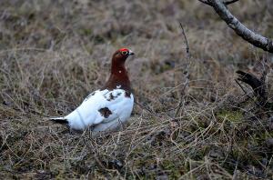 Riekko  Simo  2013  Kari Oittinen