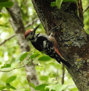 Valkoselkätikka   Kemi 11.7.2017  Jaakko Aho