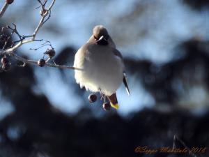 Tilhi   Vuokatti  07.03.2018 Seppo Mäkitalo