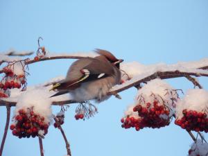 Tilhi Lautiosaari 20.01.2018 Simon Wright