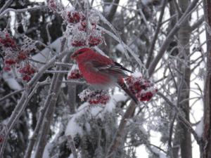 Taviokuurna Lautiosaari 10.01.2018 Simon Wright