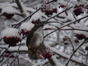 Räkättirastas Lautiosaari 21.01.2018 Simon Wright