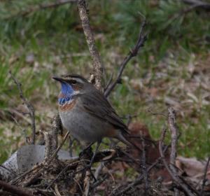 Sinirinta Lautiosaari 16.05.2015 Simon Wright
