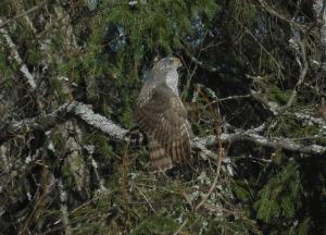 Varpushaukka Lautiosaari 02.05.2014 Simon Wright