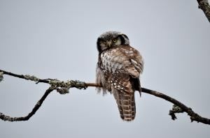 Hiiripöllö 2015 Simo Arppee Kari Oittinen