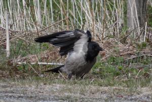 Varis Ruutti 25.05.2014 Simon Wright