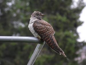 Käki Laurila 23.08.2014 Simon Wright