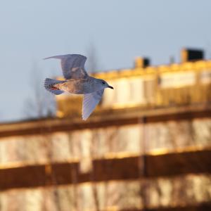 Grönlanninlokki Tornio 21.1.2017 Raimo Koskenkorva