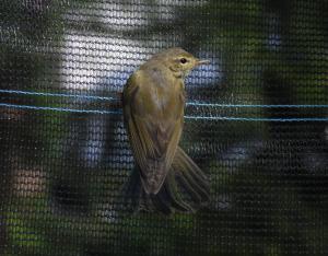 Pajulintu Lautiosaari 31.07.2015 Simon Wright