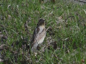 Käenpiika Lautiosaari 22.05.2015 Simon Wright