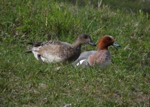 Haapana Juhannussaari (Saarenpää) 25.05.2015 Simon Wright