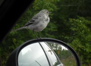 Västäräkki Ajos 11.08.2017 Simon Wright