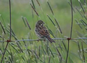 Pajusirkku Lentokenttä 20.07.2017 Simon Wright