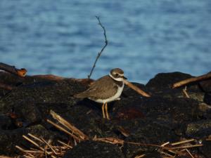 Tylli Sauvosaari 31.08.2016 Simon Wright