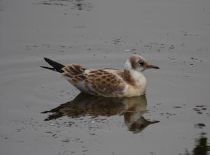 Naurulokki Ruutti 18.07.2014 Simon Wright