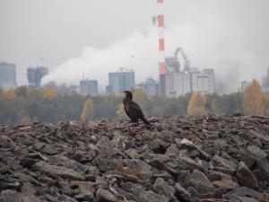 Merimetso Sauvosaari 28.09.2017 Sinmon Wright