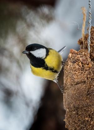 talitiainen kemi kiikeli 17.3.2018 kai Marttila
