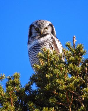 Hiiripöllö Pieni Särkijärvi 19.3.2018 Jaakko Aho