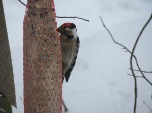 Pikkutikka Alhonkatu 20 22.3.2018 Eila Knuuti