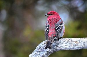 taviokuurna Utsjoki 2015 Kari Oittinen