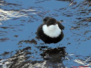 Koskikara Rytikari 26.03.2018 Seppo Mäkitalo