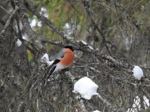 Punatulkku Visakoski, Akkunus 1.4.2018 Jouni Saarela