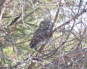 Helmipöllö Lautiosaari 13.04.2018 Simon Wright