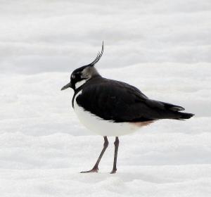 Töyhtöhyyppä Tornio, Raumonjärvi 22.4.2018 Seppo Mäkitalo
