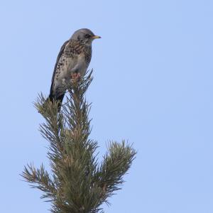 Räkättirastas Kemi, Altaat 25.4.2018 Raimo Koskenkorva