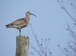 Kuovi Ajos, kalasatama 6.5.2018 Jouni Saarela