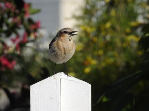 Kivitasku Kemi, Ruutin Sorsalampi 24.6.2018 Seppo Mäkitalo