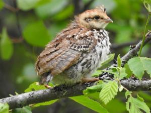 Pyy (nuori) Vuokatti, Naapurivaara 1.7.2018 Seppo Mäkitalo