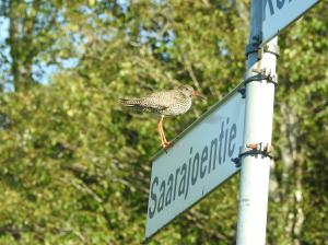 Punajalkaviklo Viitakoski 11.7.2018 Jouni Saarela