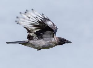 varis Kemi Kiikeli 26.7.2018 Kai Marttila