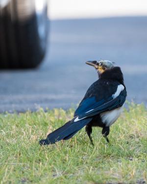harakka Kemi Ruutti 25.7.2018 Kai Marttila