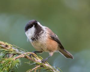 Lapintiainen Kemi Kiikeli 1.9.2018 Kai Marttila