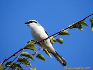Isolepinkäinen Kemi 27.9.2018 Seppo Mäkitalo
