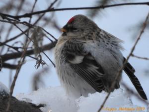 Tundraurpiainen Kemi, Kiikeli 12.1.2019 Seppo Mäkltalo