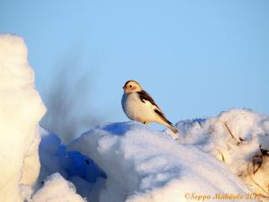 Pulmunen Kemi 30.3.2019 Seppo Mäkitalo