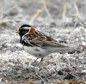 Lapinsirkku Veitsiluodon tuhka-allas 29.4.2019 Seppo Mäkitalo