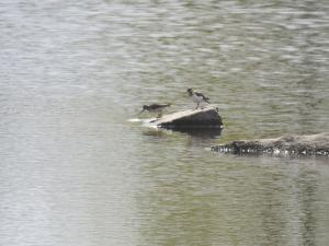 Rantakurvit Kemi 23.5.2019 J.Saarela