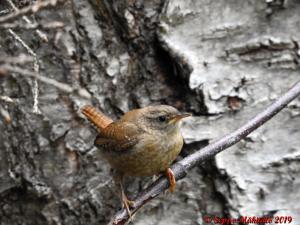 Peukaloinen Vuokatti 10.7.2019 Seppo Mäkitalo