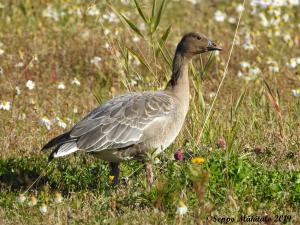 Lyhytnokkahanhi Kemi 24.9.2019 Seppo Mäkitalo
