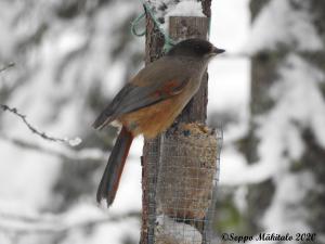 Kuukkeli Kirnuvaara, Simo 8.3.2020 Seppo Mäkitalo